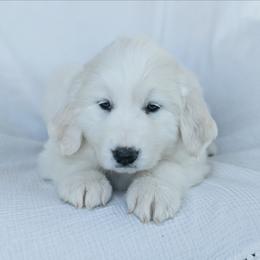 Girl 3 Purple - White female Great Pyrenees puppy in Yakima, Washington from Naches Heights Ranch