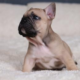 Muffin - Fawn and white male French Bulldog puppy in Madison, Alabama from Moss Bulldog's Home