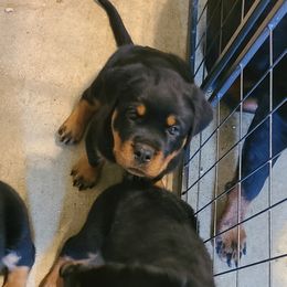 Rottweiler Puppies from LG's Rottweilers