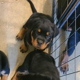 Rottweiler Puppies from LG's Rottweilers