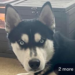 Siberian Huskies from Tracy Jaramillo