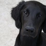 Flat-Coated Retrievers from Tailwynd Retrievers