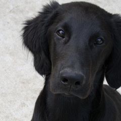 Flat-Coated Retrievers from Tailwynd Retrievers