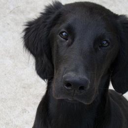 Flat-Coated Retrievers from Tailwynd Retrievers