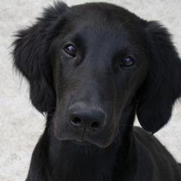 Flat-Coated Retrievers from Tailwynd Retrievers