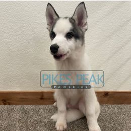 Crush - Silver and white male Pomsky puppy in Littleton, Colorado from Pikes Peak Pomskies