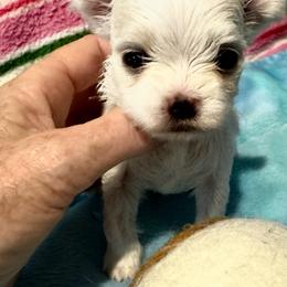 Bella Dolce 5 - White female Maltese puppy in Phoenix, Arizona from Bella Dolce Maltese
