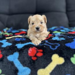 Miniature Schnauzer Puppies from Love Giver Schnauzers