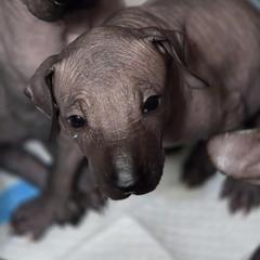 6 - Black female Xoloitzcuintli puppy in Pierson, Michigan from Mickam's Xolo's