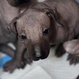 6 - Black female Xoloitzcuintli puppy in Pierson, Michigan from Mickam's Xolo's