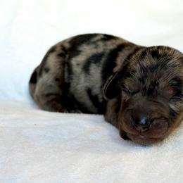Boy 1 - Dapple male Dachshund puppy in Hollidaysburg, Pennsylvania from Weenie Bros