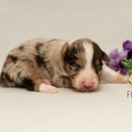 Girl 4 - Australian Shepherd puppy in Harmony, North Carolina from Fox Aussies