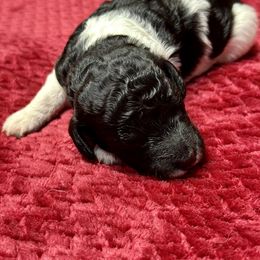 Labradoodle Puppies from Mud Puppies