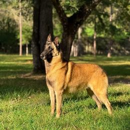 Shon - Belgian Malinois