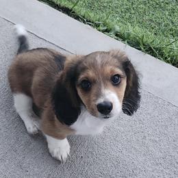 Bruno - Piebald male Dachshund puppy in Shallotte, North Carolina from Happy Acres  Miniature Dachshunds