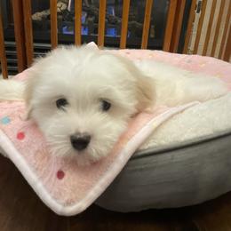 Coton de Tulear Puppies from Polar Pup Cotons