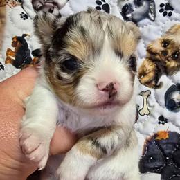 Mercedes - Merle female Chihuahua puppy in Amity, Pennsylvania from Baxters Chihuahuas
