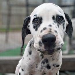 Sandman - White and black Dalmatian puppy in Jacksonville, Florida from Sunrise Dalmatians 🌄