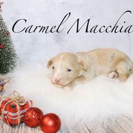 Carmel macchiato - Gold male Shihpoo puppy in Ohio from Moore Doodles