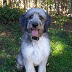 Benelli  - Bordoodle