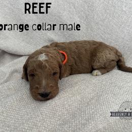 Reef - Red  male Goldendoodle puppy in Inez, Texas from Heavenly H Doodles