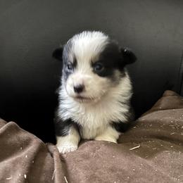 V-1 left tail on - Black and tan male Pembroke Welsh Corgi puppy in Sanford, Michigan from Tambali Pembroke Welsh Corgis