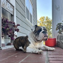 Mocha - Bulldog