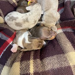 AKC DAPPLE ISABELLA (possible long hair and blue eyes) - Dapple male Dachshund puppy in Bremen, Georgia from Jones Royal Kennels