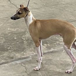 Sparky - Italian Greyhound