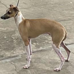Sparky - Italian Greyhound