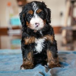 Ted - Tri-color male Bernedoodle puppy in Dundee, Ohio from Down Home Doodle