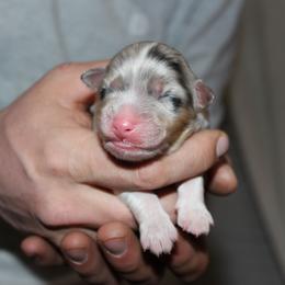 Girl 1 - female Australian Shepherd puppy in Plain City, Utah from Lost Creek Aussies