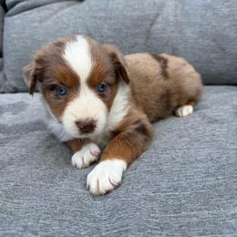 Latte - Red merle female Miniature Australian Shepherd puppy in Marion, Michigan from Highland Hills Mini Aussies