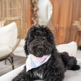 Andy - Black and white Aussiedoodle puppy in Greensboro, North Carolina from Glendale Doodles