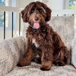 Australian Labradoodle Puppies from West Haven Australian Labradoodles