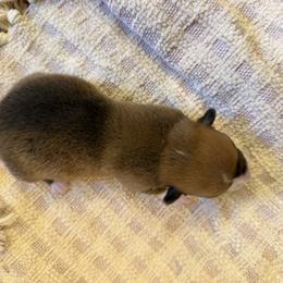 Buddy - White and red male Pembroke Welsh Corgi puppy in Hinton, Oklahoma from Corgi Farms