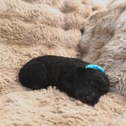 Black Beauty - Black female Labradoodle puppy in Churchill County Fallon, Nevada from Card Family Ranch