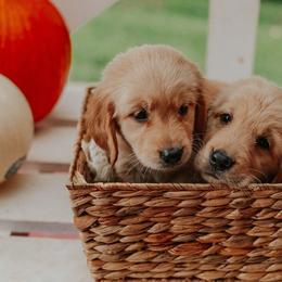Golden Retriever Puppies from Morgan’s Heart of Gold Retrievers