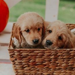 Golden Retriever Puppies from Morgan’s Heart of Gold Retrievers