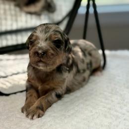 Carla - female Australian Mountain Doodle puppy in Decatur, Illinois from Signature Doodles