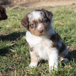 Toy Australian Shepherd Puppies from Richardson Toy and Miniature Australian Shepherds