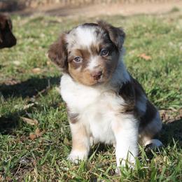 Toy Australian Shepherd Puppies from Richardson Toy and Miniature Australian Shepherds