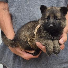 Girl 1 - Sable female German Shepherd puppy in Lake George, Colorado from High Country German Shepherds