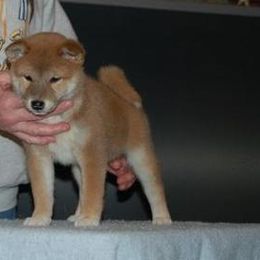 Shiba Inu Puppies from Aria Show Dogs