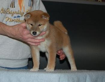 Shiba Inu Puppies from Aria Show Dogs