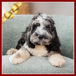 Lucas - Merle male Cockapoo puppy in Connersville, Indiana from Deaz Doodle Ranch