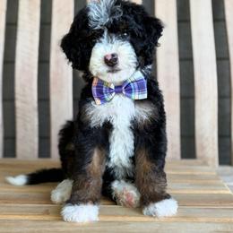 Henry - Tri-color male Bernedoodle puppy in Runaway Bay, Texas from Green Ranch Doodles