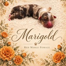 Marigold - Red merle female Miniature Australian Shepherd puppy in Cave Creek, Arizona from Arizona Aussies
