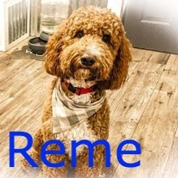 Goldendoodles from ABBEY ROAD GOLDENDOODLES