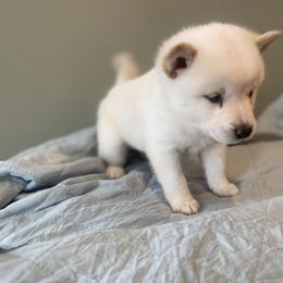 Beaux - Cream male Shiba Inu puppy in Monett, Missouri from Happy Tails Shiba Inus